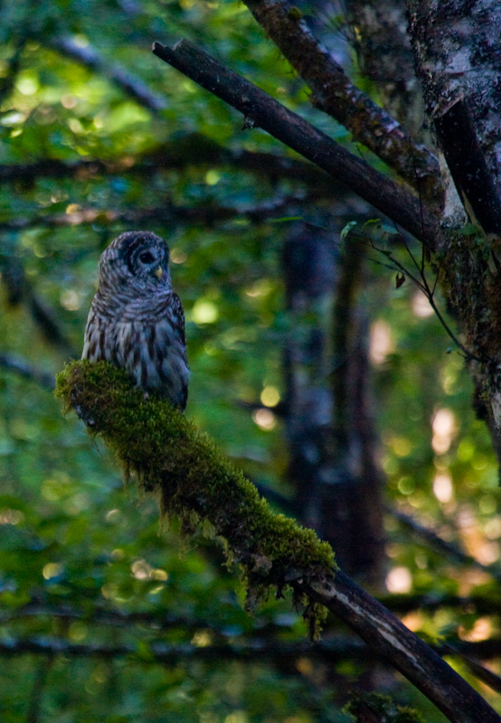 Barred Owl In Tree